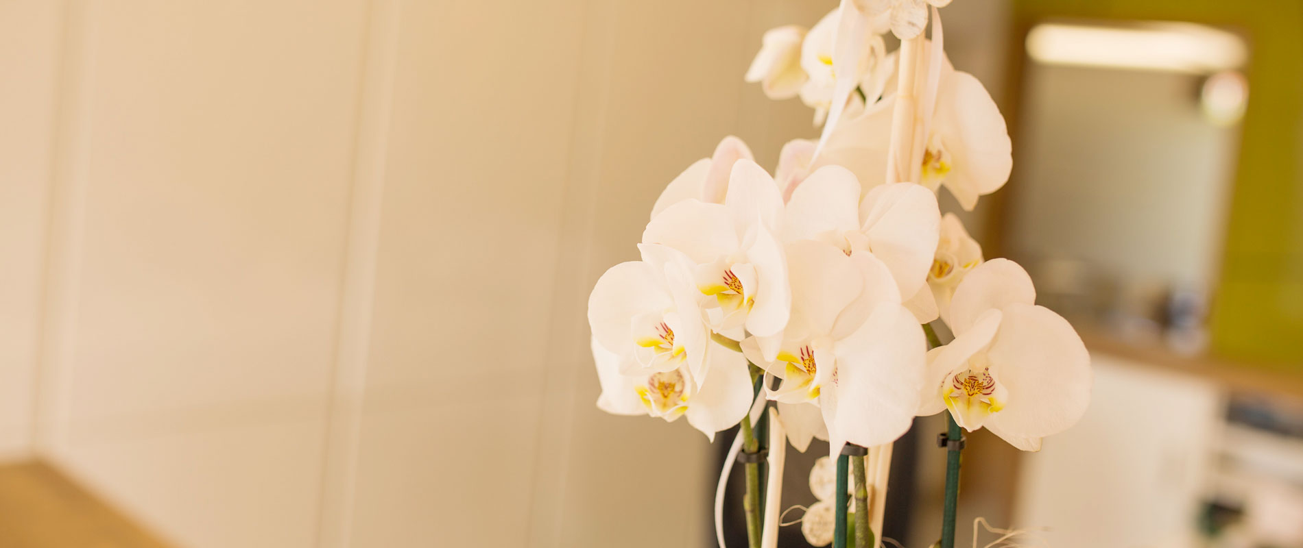 Orchidee in der Zahnarztpraxisin Hollfeld als Teil der entspannenden Raumgestaltung.
